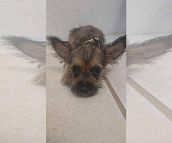 Medium Photo #1 Chihuahua-Unknown Mix Puppy For Sale in Virginia Beach, VA, USA