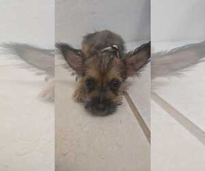 Chihuahua-Unknown Mix Dogs for adoption in Virginia Beach, VA, USA