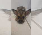 Benji - Male Chihuahua-Unknown Mix Dog for Adoption - Small photo