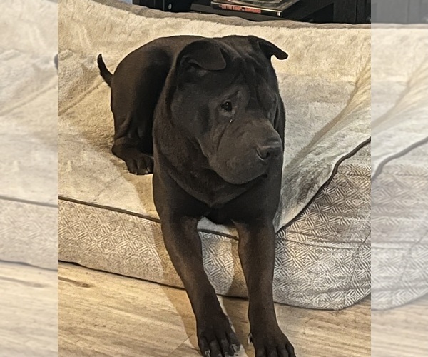 Medium Photo #1 Chinese Shar-Pei Puppy For Sale in SAN MARCOS, CA, USA