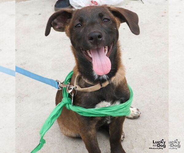 Medium Photo #3 Mutt Puppy For Sale in Washington, DC, USA