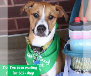Lemuel - Male Mutt Dog for Adoption - Photo #5