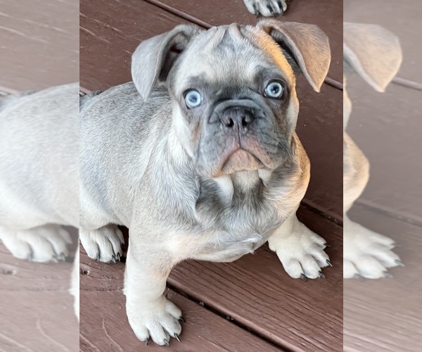 Medium Photo #1 French Bulldog Puppy For Sale in CAMERON, OK, USA