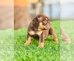 Small #2 English Bulldog