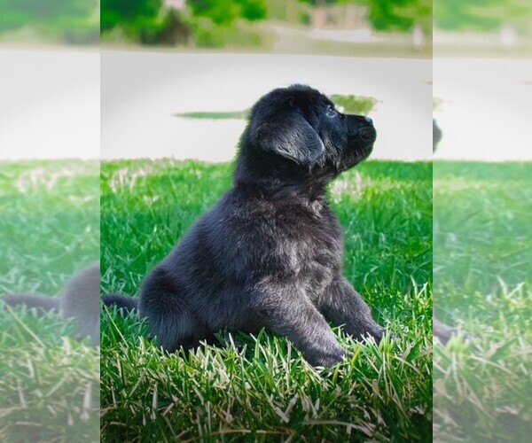 Medium Photo #2 Labrador Retriever Puppy For Sale in HAMPSTEAD, NC, USA