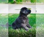 Small #1 Labrador Retriever