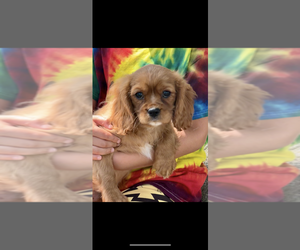 Cavalier King Charles Spaniel Puppy for sale in NILES, MI, USA