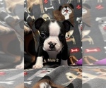 Small Photo #3 Boston Terrier Puppy For Sale in BUCHANAN, GA, USA