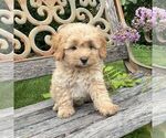 Image preview for Ad Listing. Nickname: Cole