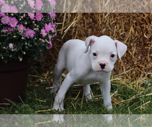 Boxer Puppy for sale in SHILOH, OH, USA