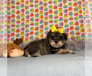 Schnauzer (Miniature) Puppy for sale in WINNSBORO, LA, USA