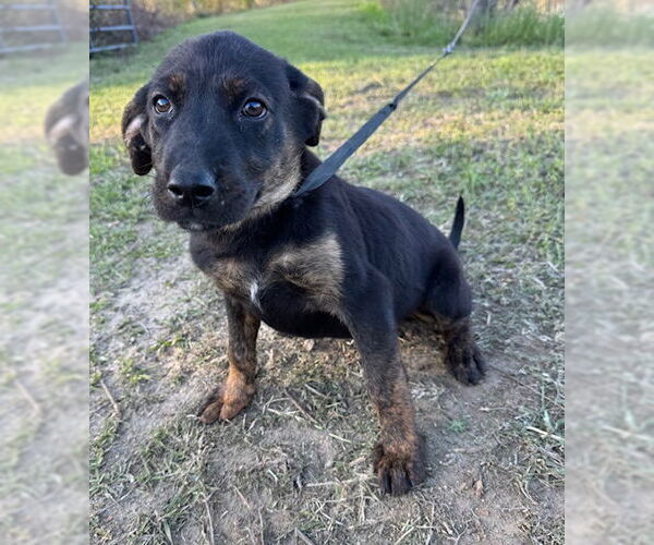 Medium Photo #1 Mutt Puppy For Sale in Tarrytown, GA, USA