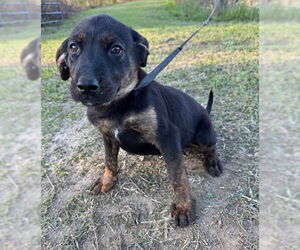 Mutt Dogs for adoption in Tarrytown, GA, USA