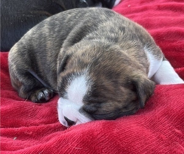 Medium Photo #5 Boston Terrier Puppy For Sale in BURLESON, TX, USA