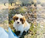Small Photo #1 Cavapoo Puppy For Sale in MURFREESBORO, TN, USA