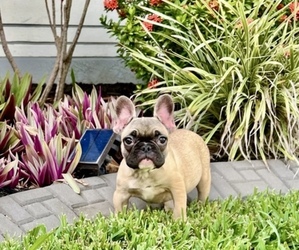 French Bulldog Puppy for sale in NEW PORT RICHEY, FL, USA