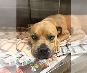 Mutt Dogs for adoption in Riverside, CA, USA