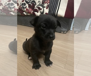 Jack Chi Puppy for sale in SUNNYVALE, CA, USA
