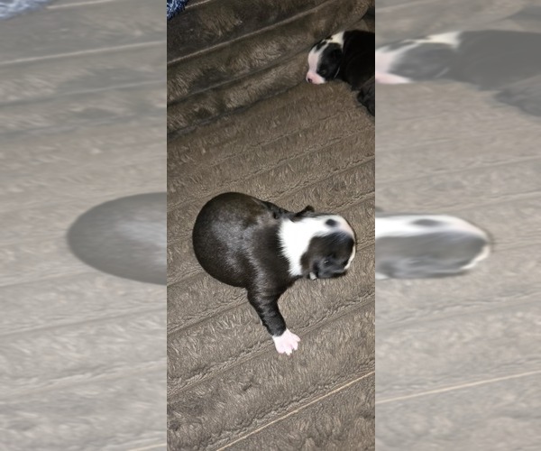 Medium Photo #2 Boston Terrier Puppy For Sale in MITCHELL, IN, USA