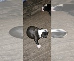 Small #1 Boston Terrier