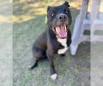 ONYX - Male Mutt Dog for Adoption - Small photo