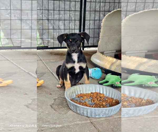 Medium Photo #2 German Shepherd Dog-Unknown Mix Puppy For Sale in Oakhurst, NJ, USA