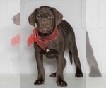 Small Photo #1 Labrador Retriever Puppy For Sale in FREDERICKSBG, OH, USA