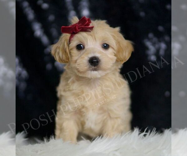 Medium Photo #5 Maltipoo Puppy For Sale in WARSAW, IN, USA