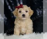 Small #4 Maltipoo