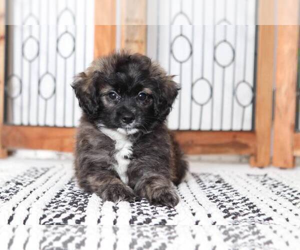 Medium Photo #1 Shih-Poo Puppy For Sale in NAPLES, FL, USA