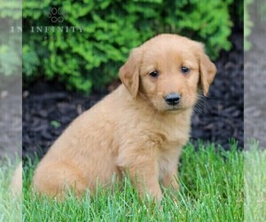 Golden Retriever Puppy for sale in LITITZ, PA, USA