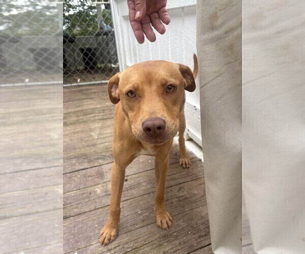 Medium Photo #4 American Pit Bull Terrier Puppy For Sale in BUCHANAN, GA, USA
