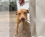 Small #3 American Pit Bull Terrier