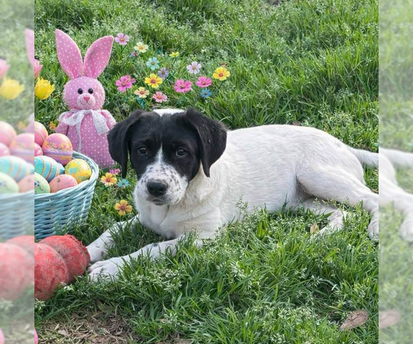 Medium Photo #4 Borador Puppy For Sale in Yardley, PA, USA