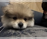 Small #2 Pomeranian
