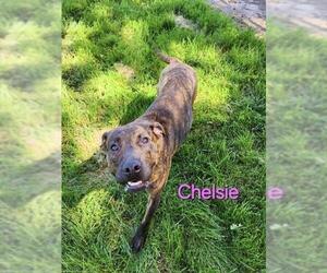 Black Mouth Cur-Holland Shepherd Mix Dogs for adoption in Lee's Summit, MO, USA