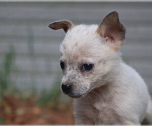 Gretchen - Female Mutt Dog for Adoption - Photo #3