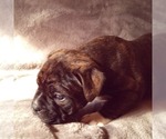 Small Photo #10 Olde English Bulldogge Puppy For Sale in KANSAS CITY, MO, USA