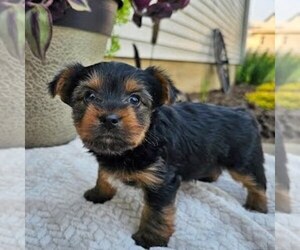 Yorkshire Terrier Puppy for sale in ECONOMY, IN, USA
