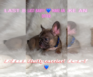 French Bulldog Puppy for sale in CHANNELVIEW, TX, USA