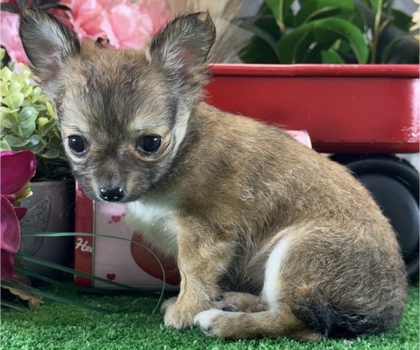 Medium Photo #3 Chihuahua Puppy For Sale in CANOGA, NY, USA