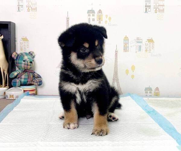 Medium Photo #4 Shiba Inu Puppy For Sale in CHICAGO, IL, USA
