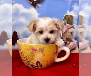 YorkiePoo Puppy for sale in CASSVILLE, MO, USA