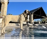 Small Photo #12 Mastiff Puppy For Sale in HOCKLEY, TX, USA