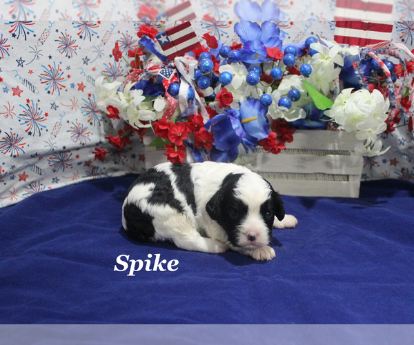 Medium Photo #5 Cavapoo Puppy For Sale in CHANUTE, KS, USA
