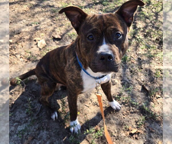 Medium Photo #1 Staffordshire Bull Terrier Puppy For Sale in Ocala, FL, USA