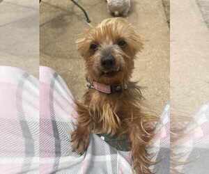 Tilly - Female Mutt Dog for Adoption - Photo #5