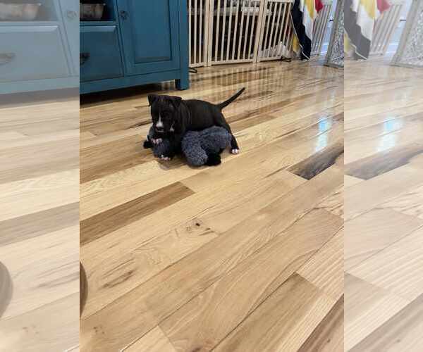 Medium Photo #9 Mutt Puppy For Sale in Holly Springs, NC, USA