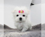 Small #1 Maltese