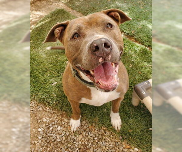 Medium Photo #4 Mutt Puppy For Sale in Ventura, CA, USA